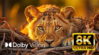 Ultimate Wildlife Dolby Vision 8K Ultra Hd Hdr