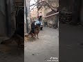 حالات واتس اب مهرجانات لكلب