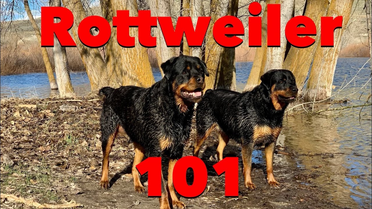 Why You Shouldn’t Get A Rottweiler?