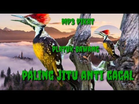 MP3 pikat pelatuk bawang paling jitu anti gagal@sutik channel.part 06