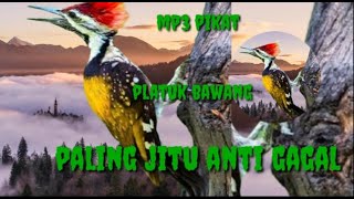 MP3 pikat pelatuk bawang paling jitu anti gagal@sutik channel.part 06