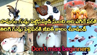 Egg to first flight - A journey of pigeons in Telugu || Pigeon life cycle in Telugu