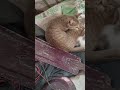 দখল করছে বাড়ি কোথাই
