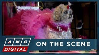 LOOK: Dogs dress up for 10th Annual Puppy Prom | ANC