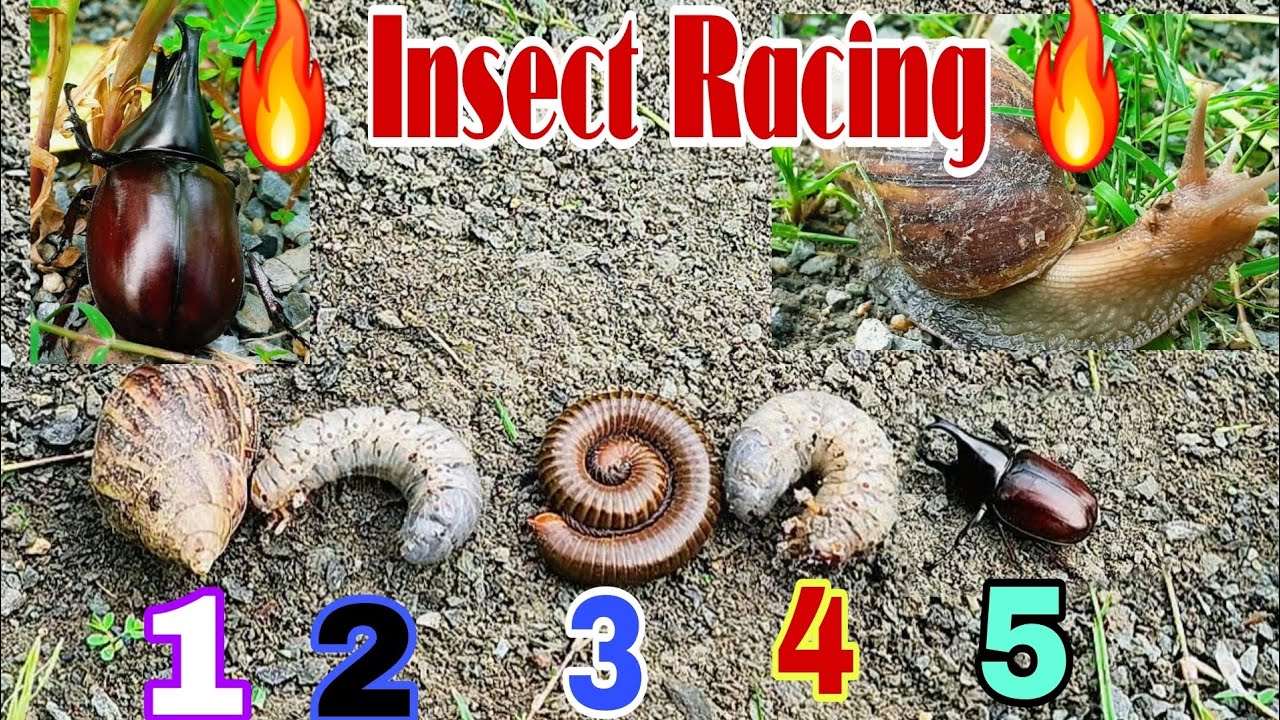 Insect Racing Insect racing part4 - YouTube