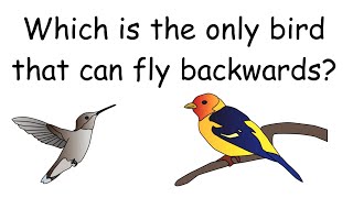 bird fly brain facts backward which