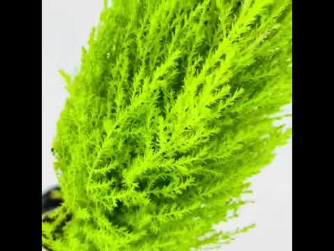    948 اصيص سرو الليمون رقم948