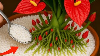 Download Lagu Strooi er gewoon overheen! De Anthurium zal plotseling als een gek bloeien. MP3 Download Lagu Strooi er gewoon overheen! De Anthurium zal plotseling als een gek bloeien. MP3