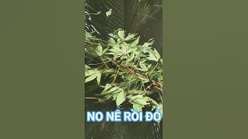 Cá tai tượng ăn giấm no nê | #cataituong #thucanchoca #rauxanh #caucathugian #fishing #fish