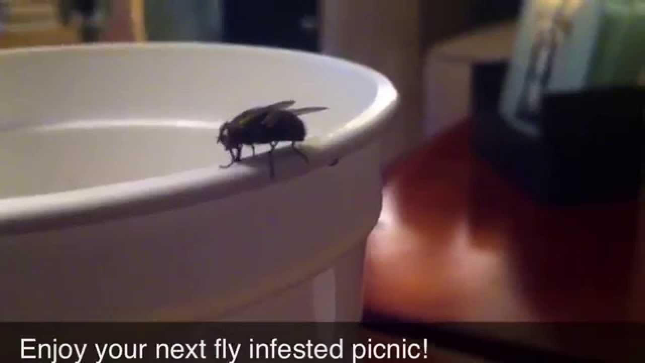 Lord Of The Fly Poop YouTube