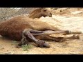 How Camel giving birth in hot desert?