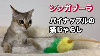 パイナップルの猫じゃらし　シンガプーラ by こてつチャンネル 260 views 9 months ago 2 minutes, 29 seconds