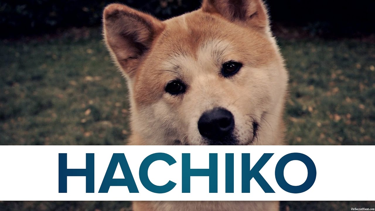 Top 10 Facts Hachiko // Top Facts YouTube