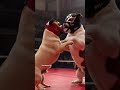 Round 2 lucha libre 🤼 #luchalibre #LuchaLibreAAA #perritos #segundoround #funnyreels #doglife #dog