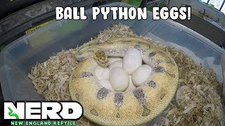 SO MANY EGGS - BALL PYTHONS