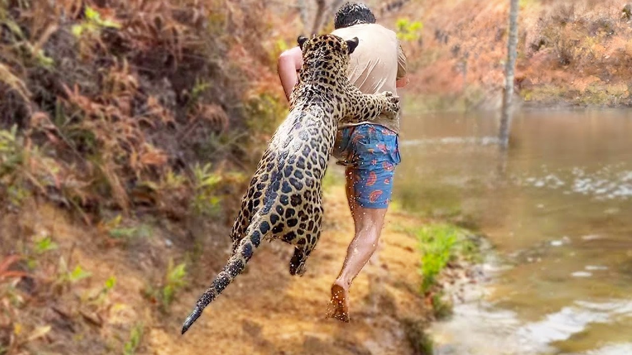 鳥を抱える子供 A boy raises a baby jaguar abandoned by its mother. Three years