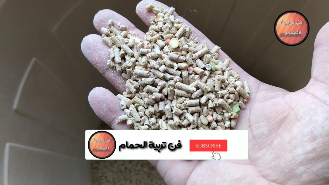 تعالى شوف احنا بنوكل الحمام ايه في المزرعه وماتخفش من العلف #فن_تربيه_الحمام