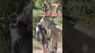 ⚠️ Disturbing Scenes: Nature Can Be Cruel - Sad! #shortsafrica #lion #wildlife #100shorts2024