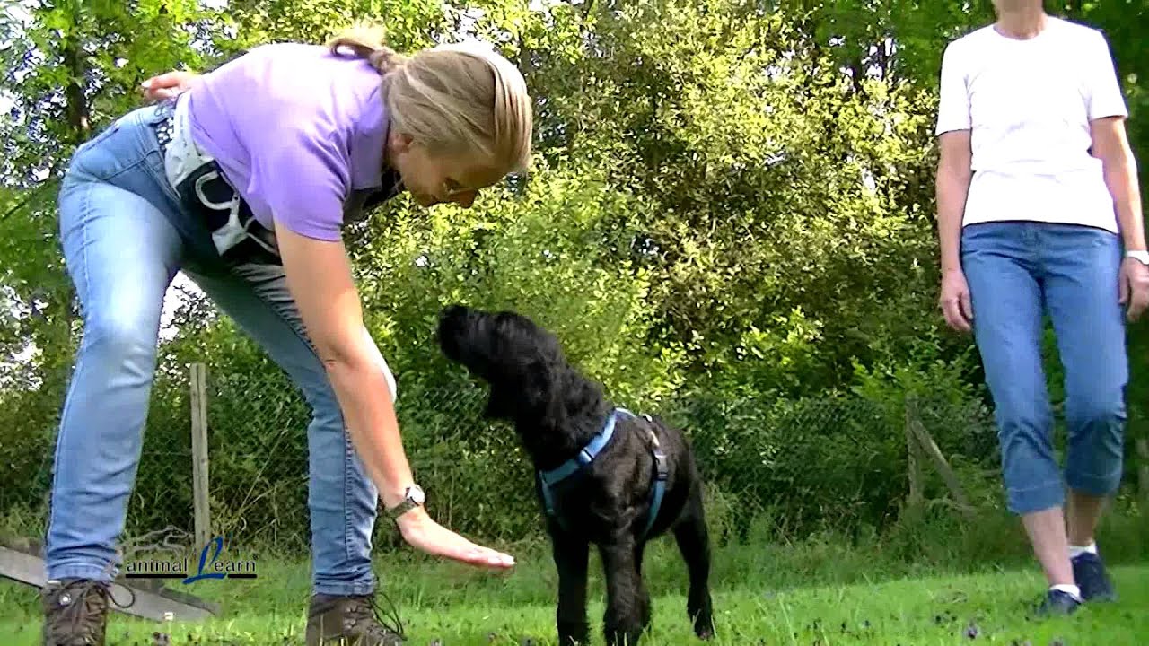 Hundetraining, Kommando 