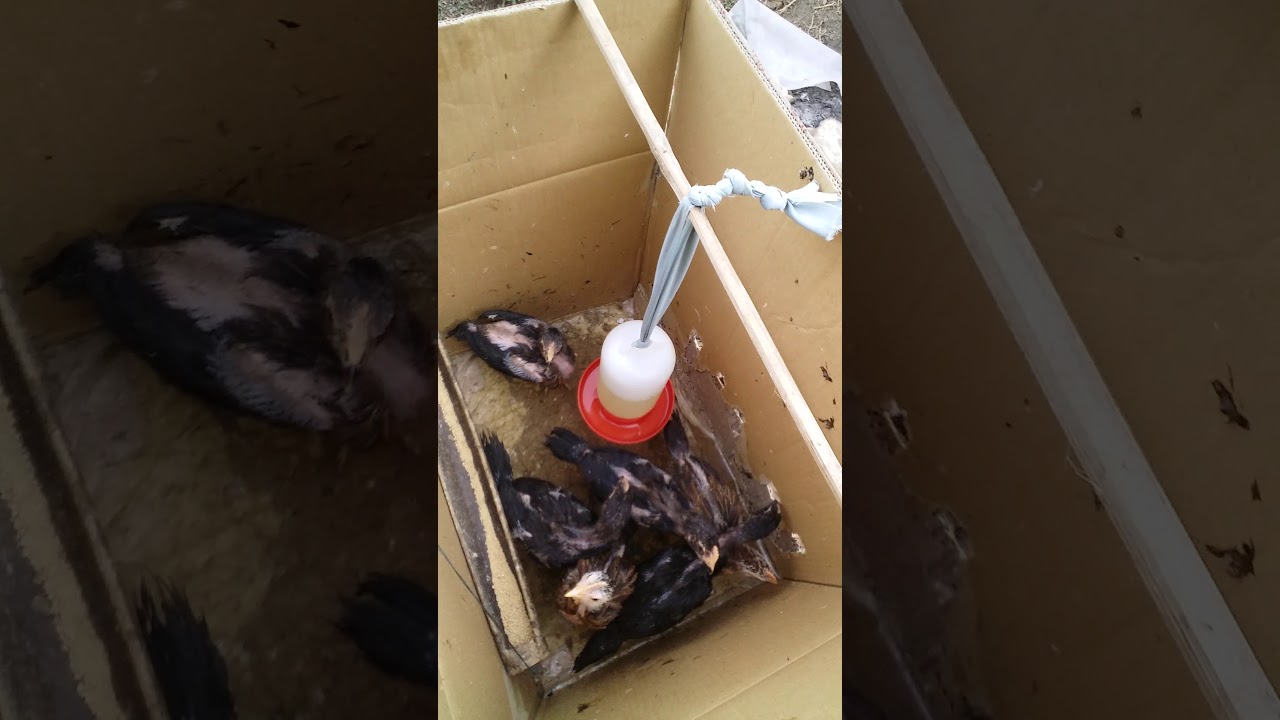 Ayam pelung 1bulan. edisi pindah kandang... 