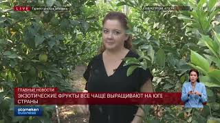 Экзотические фрукты все чаще выращивают на юге страны