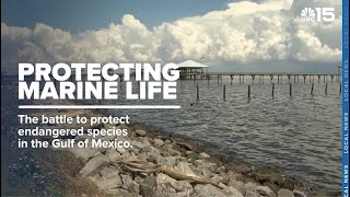 Federal court rules Gulf drilling assessment unlawful - WPMI NBC 15