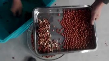 GroTech Filbert Color Sorter Machine,Sorting Videos/alisa@camasort.com