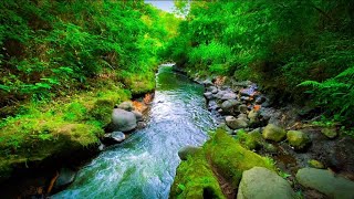 Tropical Rain Forest River Flow Sounds to Relax for Sleep To relieve stress for meditation