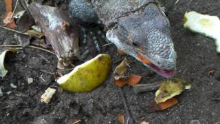 Parc National Santa Rosa4