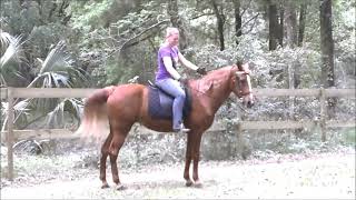 Queen Of Silver Gold "sunny" Tennessee Walker Rocking Chair Horse Canter