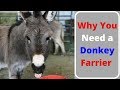 Why You Need a Donkey Farrier