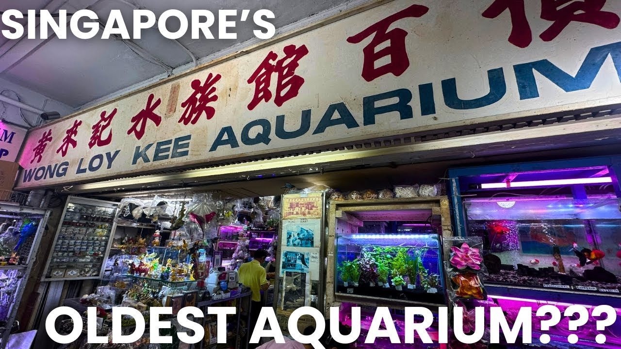 OLDEST AQUARIUM SHOP IN SINGAPORE??? | Visiting Wong Loy Kee Aquarium