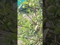 Limbu Youtube Shorts Shortvideo Youtubeshorts 