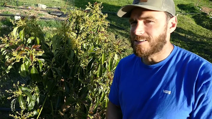 The Downside of Topping an Avocado Tree