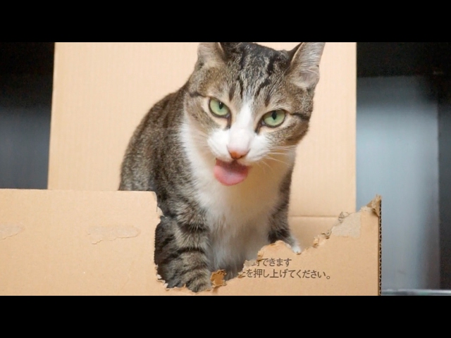 ダンボールをかじる猫 Youtube
