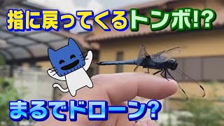 必ず戻ってくるトンボ！なぜ？？【マスクにゃんニュース】