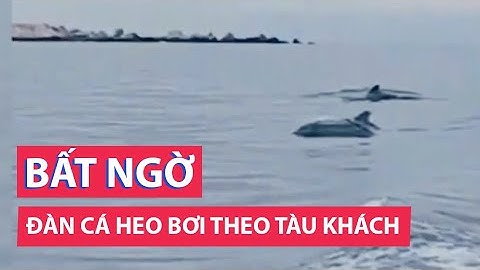 Đàn cá heo bất ngờ bơi nhảy tung tăng theo tàu khách ở Hòn Cau