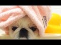 SPA PETS 2017 🙀 🐶  ANIMALS IN SPA [Funny Pets]