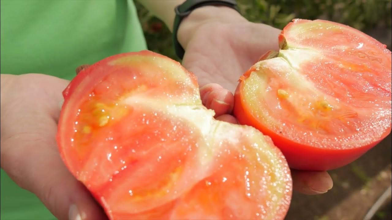 Семена_Томат_Розовый бык_Гавриш - YouTube
