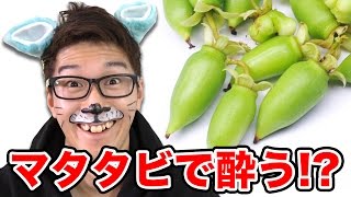 【実験】またたびを食べたら人間も酔っ払うのか検証してみた！【猫あるある】
