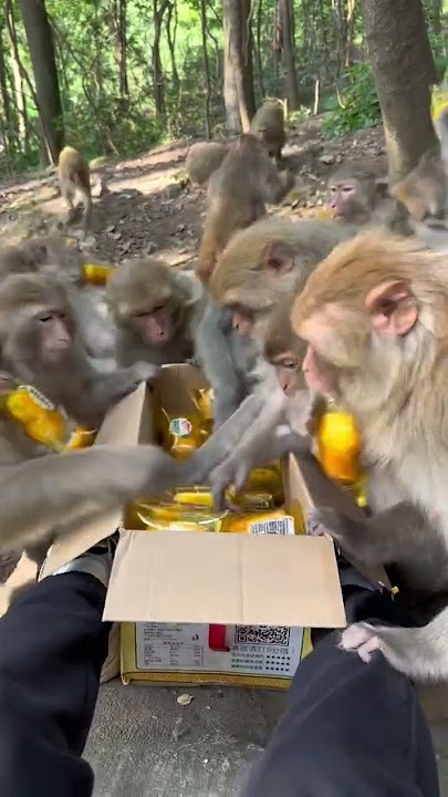 Funny monkey #131