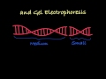 Gel Electrophoresis Techniques for DNA Fragment Separation