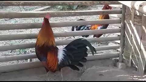 ไก่ป่า 100%-qaib qus 100% whatsapp02052153089