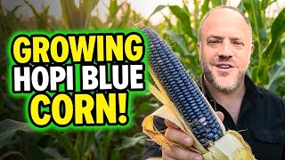 Blue/Black Gem Hopi Indian Corn Plant Care and Harvesting