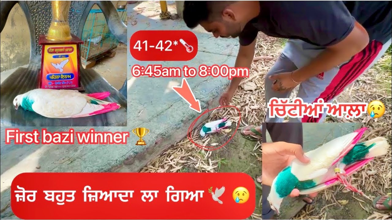 ਆਪਣਾ ਚਿੱਟੀਆਂ 🕊️ਆਲਾ ਲੱਭ ਗਿਆ ਪਰ 😢|| ਬਹੁਤ ਜੋਰ ਲਾਇਆ ਉੱਡ-ਉੱਡ ਮਰ ਗਿਆ ਵਿਚਾਰਾ|| ਦੇਖੋ ਸਾਰੀ video….