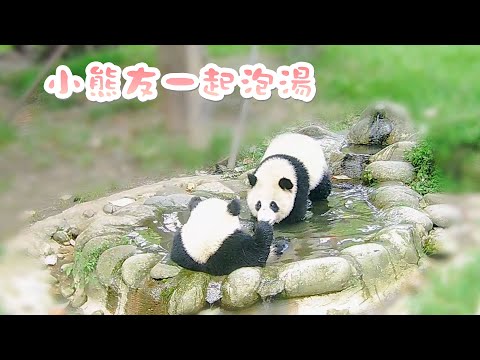 《熊貓早晚安》見過世面的小熊友和第一次來的小熊友一起泡網紅“露天溫泉” | iPanda熊貓頻道