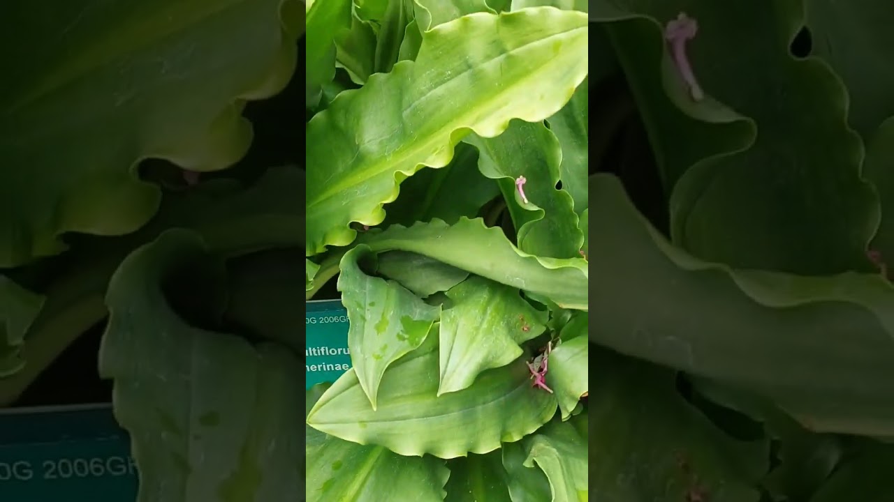 Flowers in botanical gardens The Netherlands 