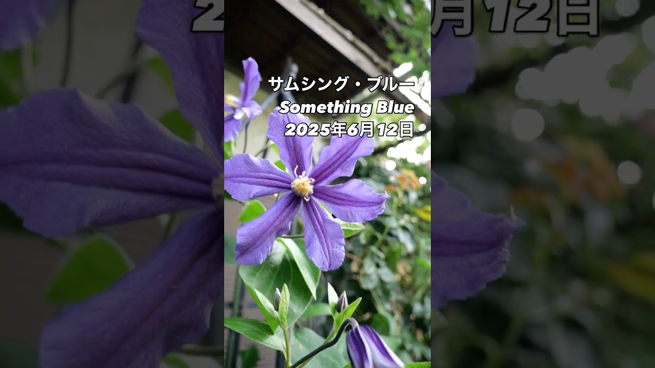 梅雨の庭に咲く一輪の幸福。クレマチス「サムシングブルー」の青色に 