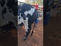 FEIRA DE GADO DE TABIRA PERNAMBUCO