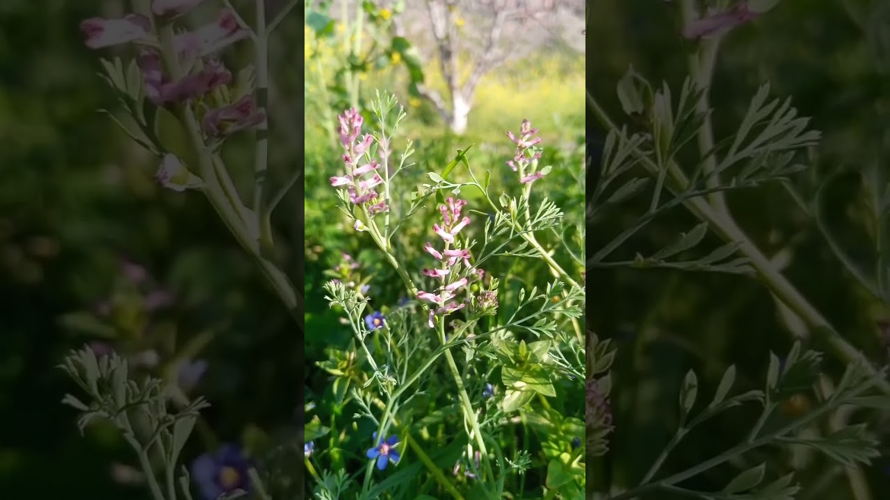 Common Fumitory Herb Health